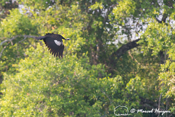 Red-throated piping guan (Pipile cujubi), Rio Negro, Mato Grosso