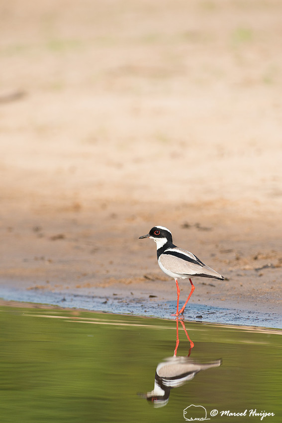 Pied plover (Vanellus cayanus), or pied lapwing, Rio Negro, Pant