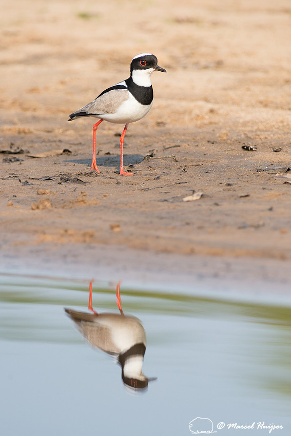Pied plover (Vanellus cayanus), or pied lapwing, Rio Negro, Pant