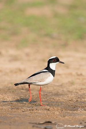 Pied plover (Vanellus cayanus), or pied lapwing, Rio Negro, Pant