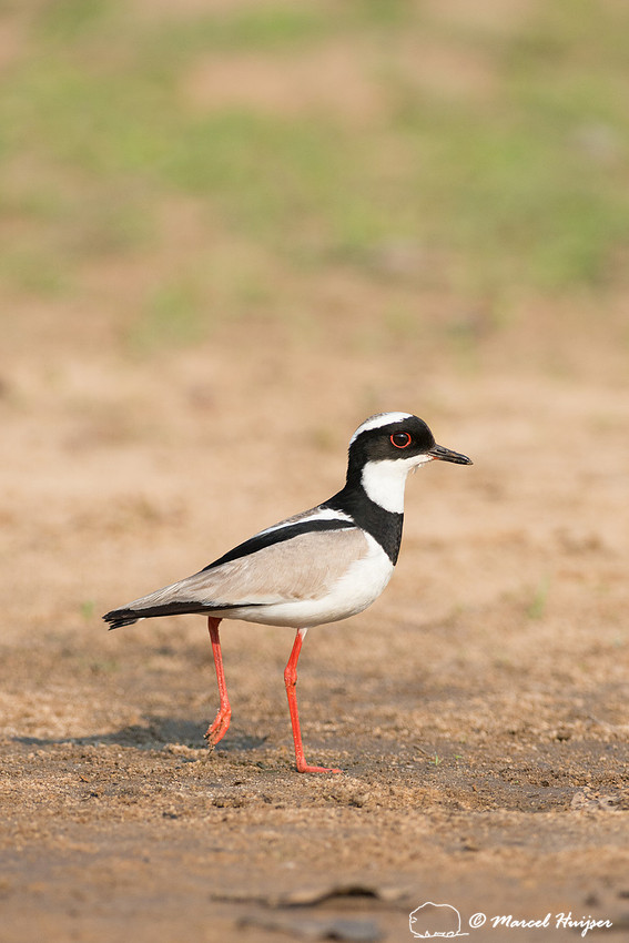 Pied plover (Vanellus cayanus), or pied lapwing, Rio Negro, Pant