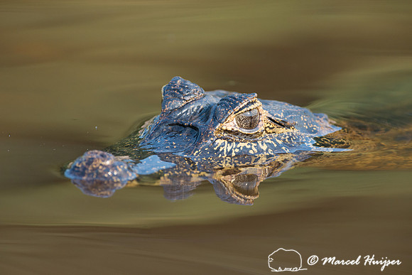 Yacare caiman (Caiman yacare), Rio Negro, Pantanal, Mato Grosso