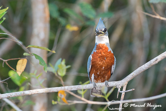 Ringed kingfisher (Megaceryle torquata), Rio Negro, Mato Grosso