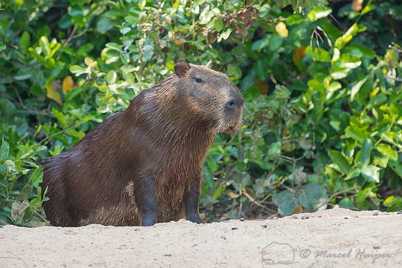 Capybara (Hydrochoerus hydrochaeris), Rio Negro, Pantanal, Mato