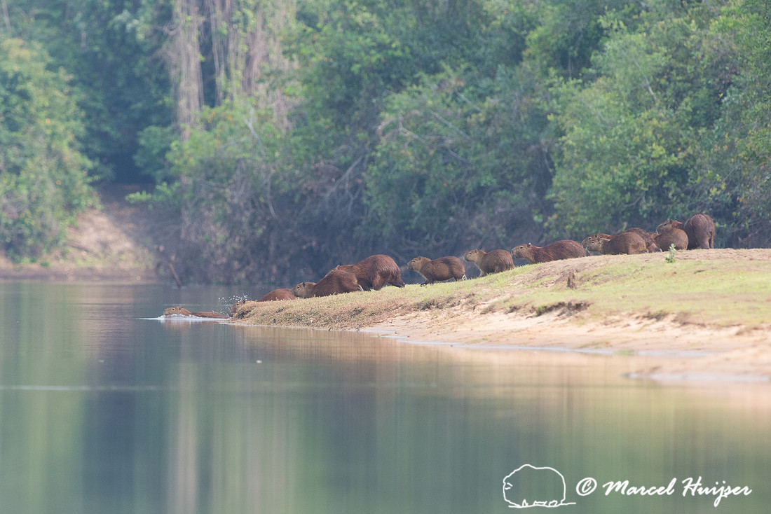 Capybara (Hydrochoerus hydrochaeris), Rio Negro, Pantanal, Mato