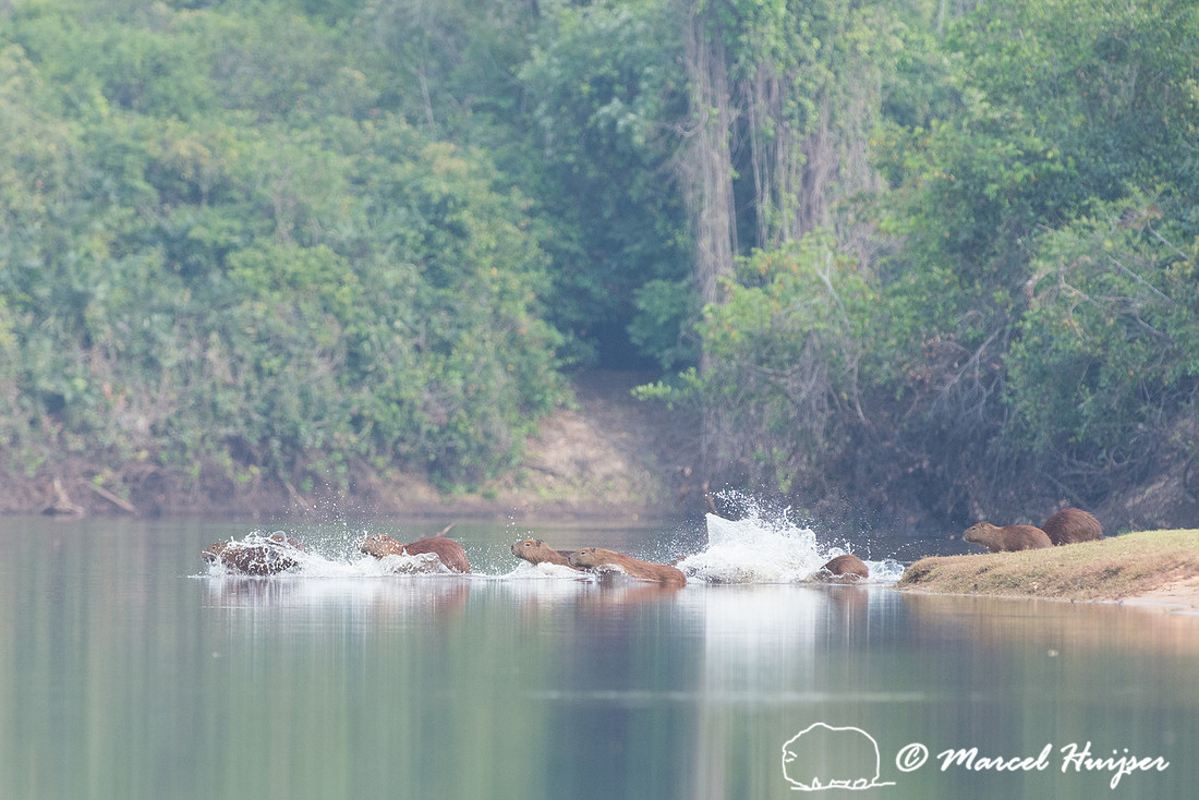 Capybara (Hydrochoerus hydrochaeris), Rio Negro, Pantanal, Mato