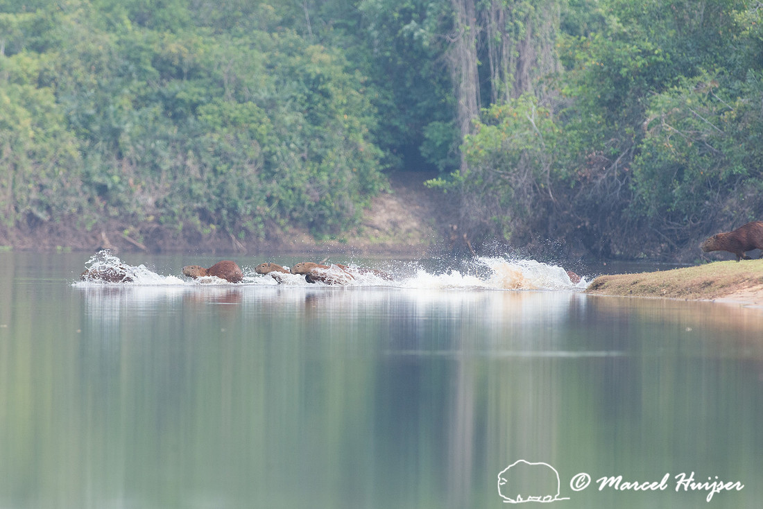 Capybara (Hydrochoerus hydrochaeris), Rio Negro, Pantanal, Mato