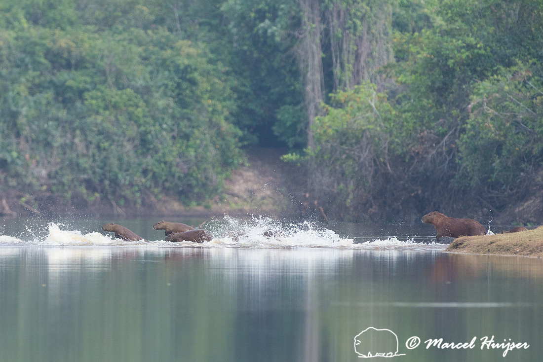 Capybara (Hydrochoerus hydrochaeris), Rio Negro, Pantanal, Mato