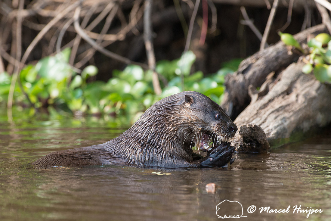 Neotropical river otter (Lontra longicaudis), Rio Negro, Pantana