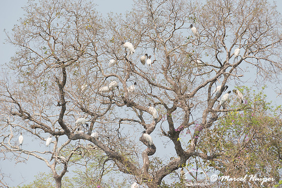 Wood stork (Mycteria americana), Rio Negro, Mato Grosso do Sul,