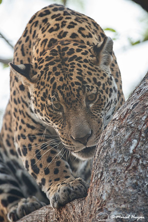 Captive jaguar (Panthera onca), fazenda Vera Lúcia, Rio Negro,