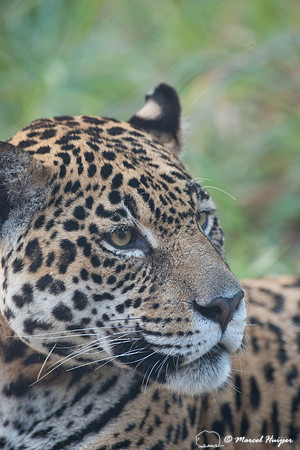 Captive jaguar (Panthera onca), fazenda Vera Lúcia, Rio Negro,