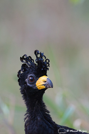 Bare-faced curassow (Crax fasciolata), fazenda Vera Lúcia, Rio