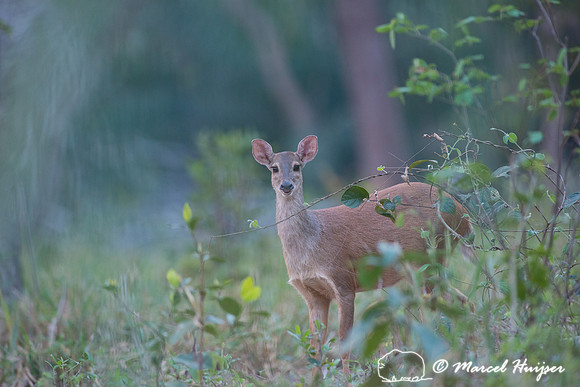Red brocket (Mazama americana), fazenda Vera Lúcia, Rio Negro,