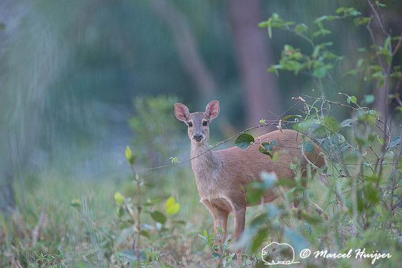 Red brocket (Mazama americana), fazenda Vera Lúcia, Rio Negro,