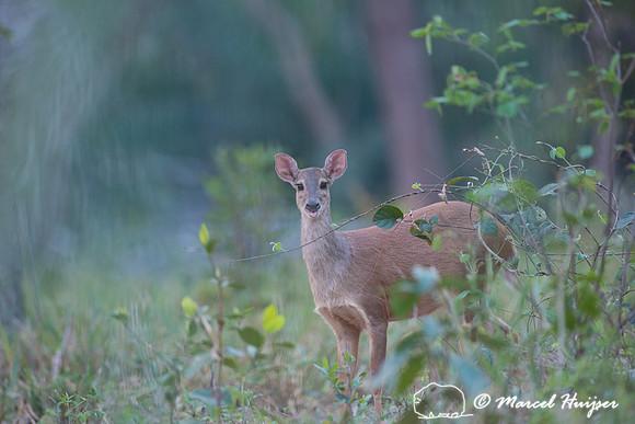 Red brocket (Mazama americana), fazenda Vera Lúcia, Rio Negro,