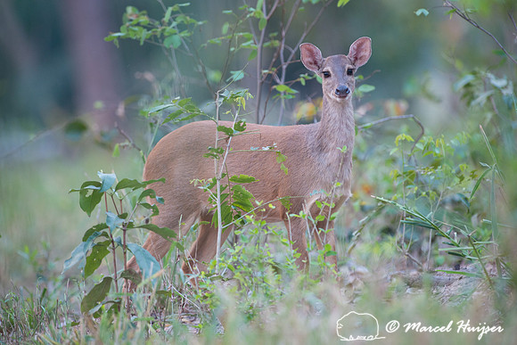 Red brocket (Mazama americana), fazenda Vera Lúcia, Rio Negro,