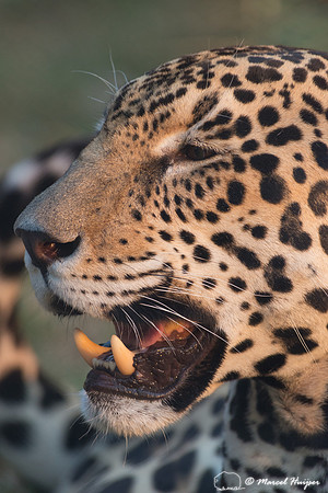 Captive jaguar (Panthera onca), fazenda Vera Lúcia, Rio Negro,