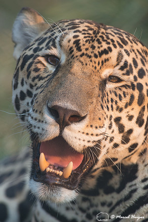 Captive jaguar (Panthera onca), fazenda Vera Lúcia, Rio Negro,