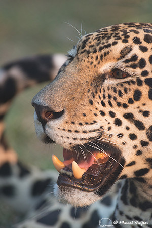 Captive jaguar (Panthera onca), fazenda Vera Lúcia, Rio Negro,