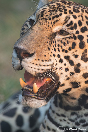 Captive jaguar (Panthera onca), fazenda Vera Lúcia, Rio Negro,