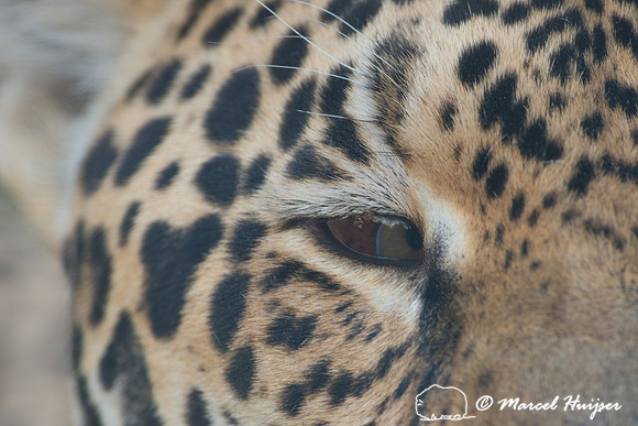 Captive jaguar (Panthera onca), fazenda Vera Lúcia, Rio Negro,