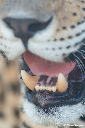 Captive jaguar (Panthera onca), fazenda Vera Lúcia, Rio Negro,