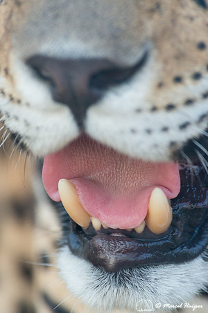 Captive jaguar (Panthera onca), fazenda Vera Lúcia, Rio Negro,