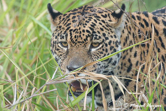 Captive jaguar (Panthera onca), fazenda Vera Lúcia, Rio Negro,