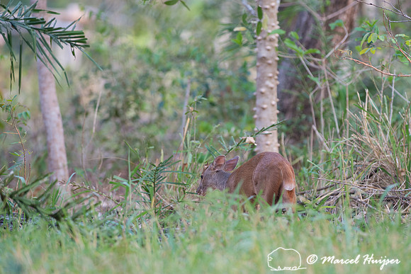 Red brocket (Mazama americana), fazenda Vera Lúcia, Rio Negro,