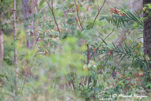 Red brocket (Mazama americana), fazenda Vera Lúcia, Rio Negro,