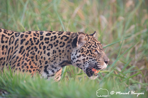 Captive jaguar (Panthera onca), fazenda Vera Lúcia, Rio Negro,