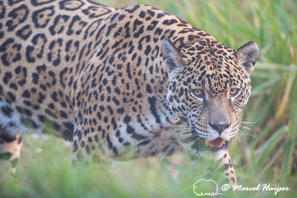 Captive jaguar (Panthera onca), fazenda Vera Lúcia, Rio Negro,