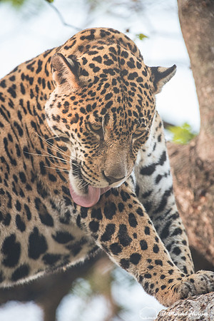 Captive jaguar (Panthera onca), fazenda Vera Lúcia, Rio Negro,