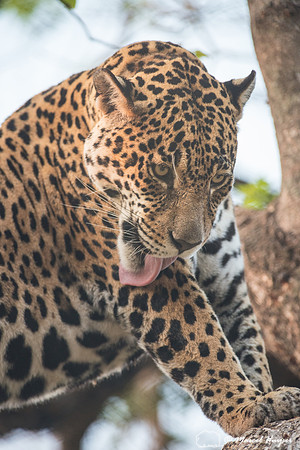 Captive jaguar (Panthera onca), fazenda Vera Lúcia, Rio Negro,
