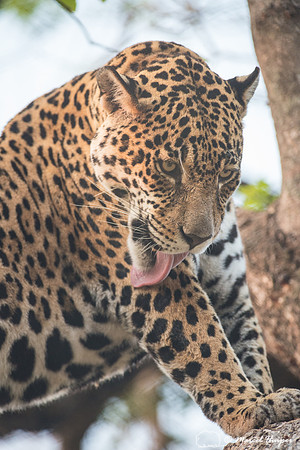 Captive jaguar (Panthera onca), fazenda Vera Lúcia, Rio Negro,