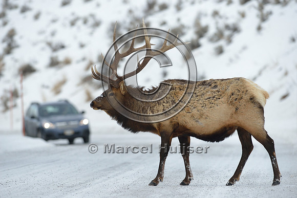 Bull elk (Cervus canadensis) on road, Wyoming, USA