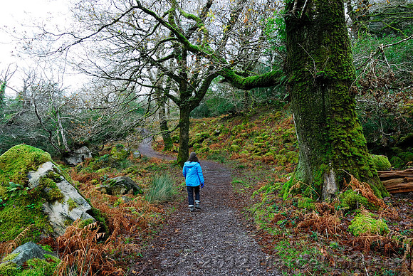 Hiker and hiking trail through native oak woodland, Killarney National Park, Ireland