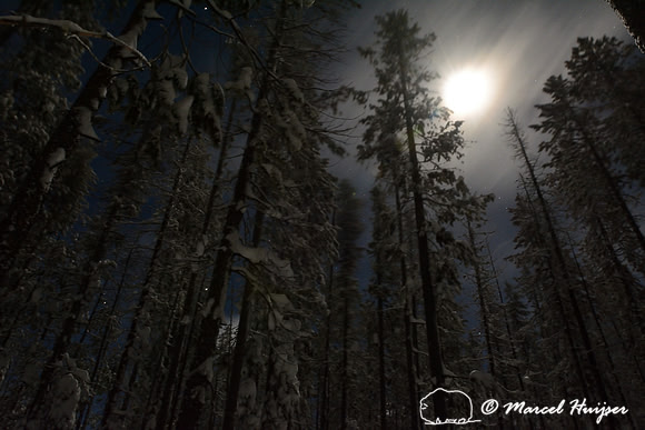Snowy forest at night, Chief Joseph Pass, Montana, USA