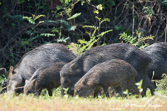 White-lipped peccary (Tayassu pecari), Rio Negro, Mato Grosso do