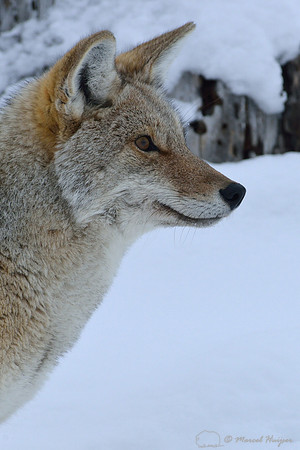 Coyote (Canis latrans) in  snowy landscape, Wyoming, USA