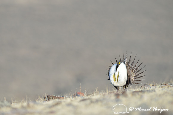 Greater sage-grouse (Centrocercus urophasianus), Montana, USA