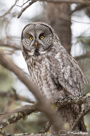 Great gray owl (Strix nebulosa), Montana