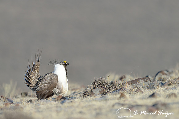 Greater sage-grouse (Centrocercus urophasianus) displaying at lek, Montana, USA