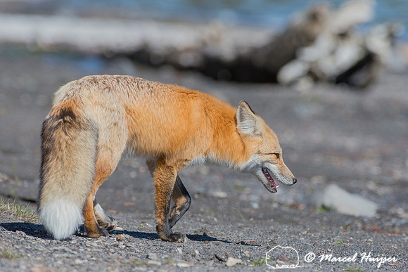 Red fox (Vulpes vulpes), Wyoming, USA