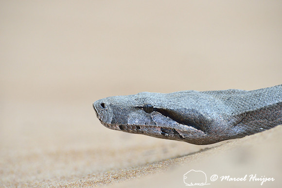Boa constrictor (Boa constrictor), east of Brotas, São Paulo, Brazil