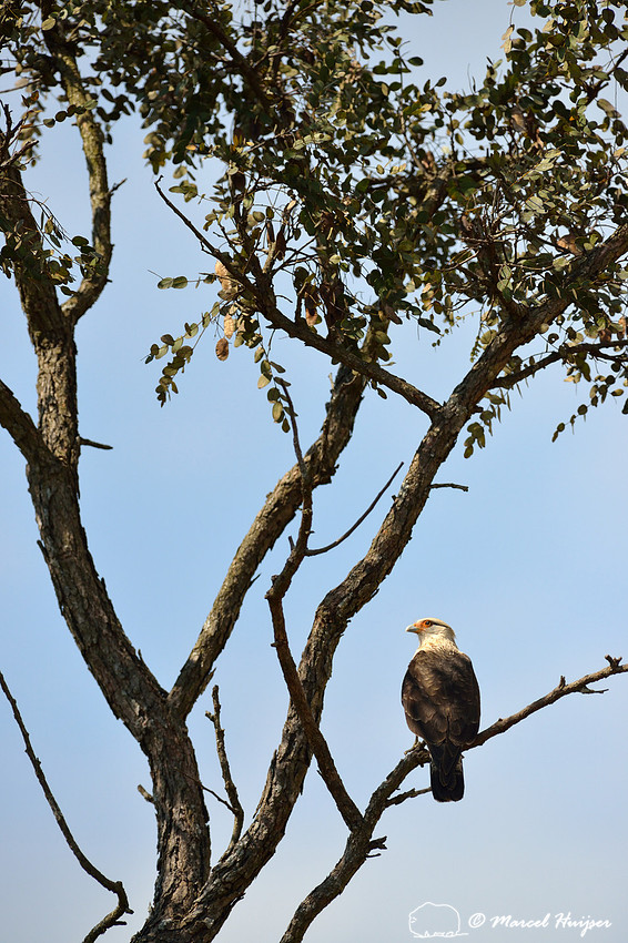 Yellow-headed caracara (Milvago chimachima), Estação Experimental e a Estação Ecológica de Itirapina, São Paulo, Brazil
