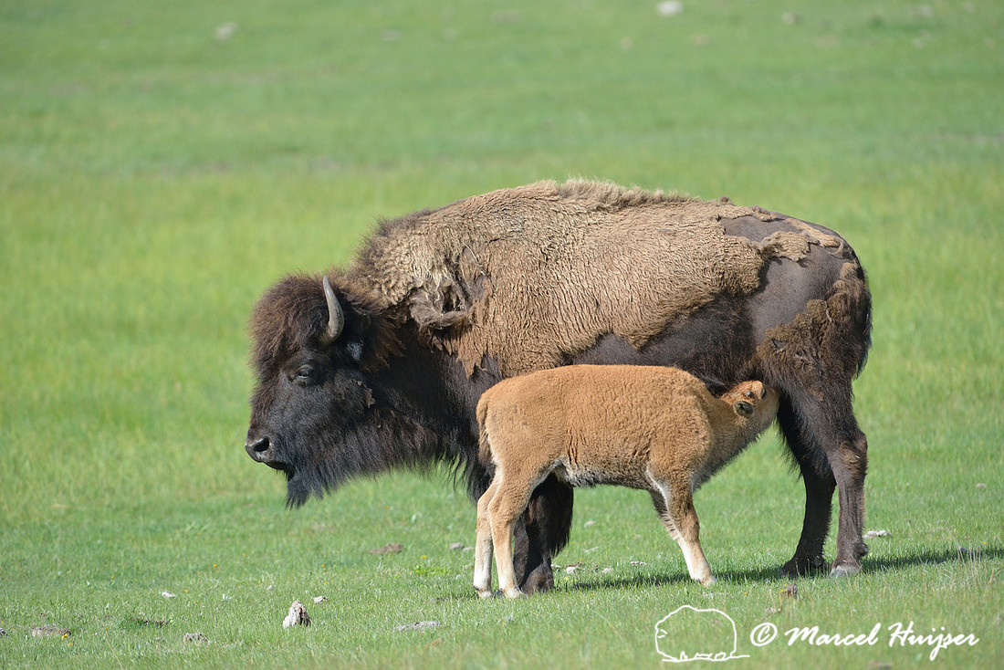 Bison (Bison bison) cow nursing newborn calf, Yellowstone National Park, Wyoming, USA