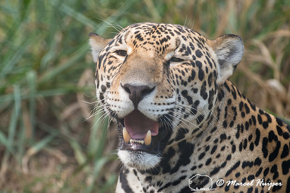 Captive jaguar (Panthera onca), fazenda Vera Lúcia, Rio Negro,