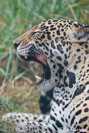Captive jaguar (Panthera onca), fazenda Vera Lúcia, Rio Negro,